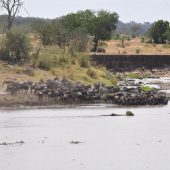  The Serengeti, TZ